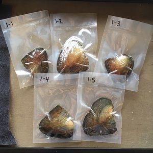 Oysters available for purchase with cage pendants